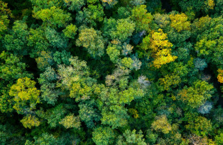 Aerial,Top,Down,View,Of,A,Green,Forest,,Drone,View,
